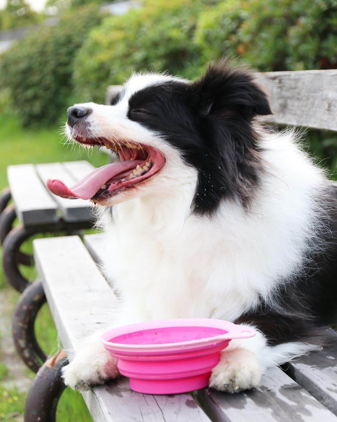 犬バカ部宣伝部長さんのインスタグラム写真 - (犬バカ部宣伝部長Instagram)「うわーこの暑さでか！？﻿ 🥺HDDレコーダー潰れたっぽい😭﻿ 確かに色んな家電より酷使してるよね…😭﻿ ﻿ あーあーあーあー。﻿ 価格コムで情報仕入れて買わないと🥵﻿ ﻿ #犬バカ部﻿ #bordercollie﻿ #ボーダーコリー ﻿ #やっぱり3番組録画いるよね」8月17日 20時23分 - umetaturou