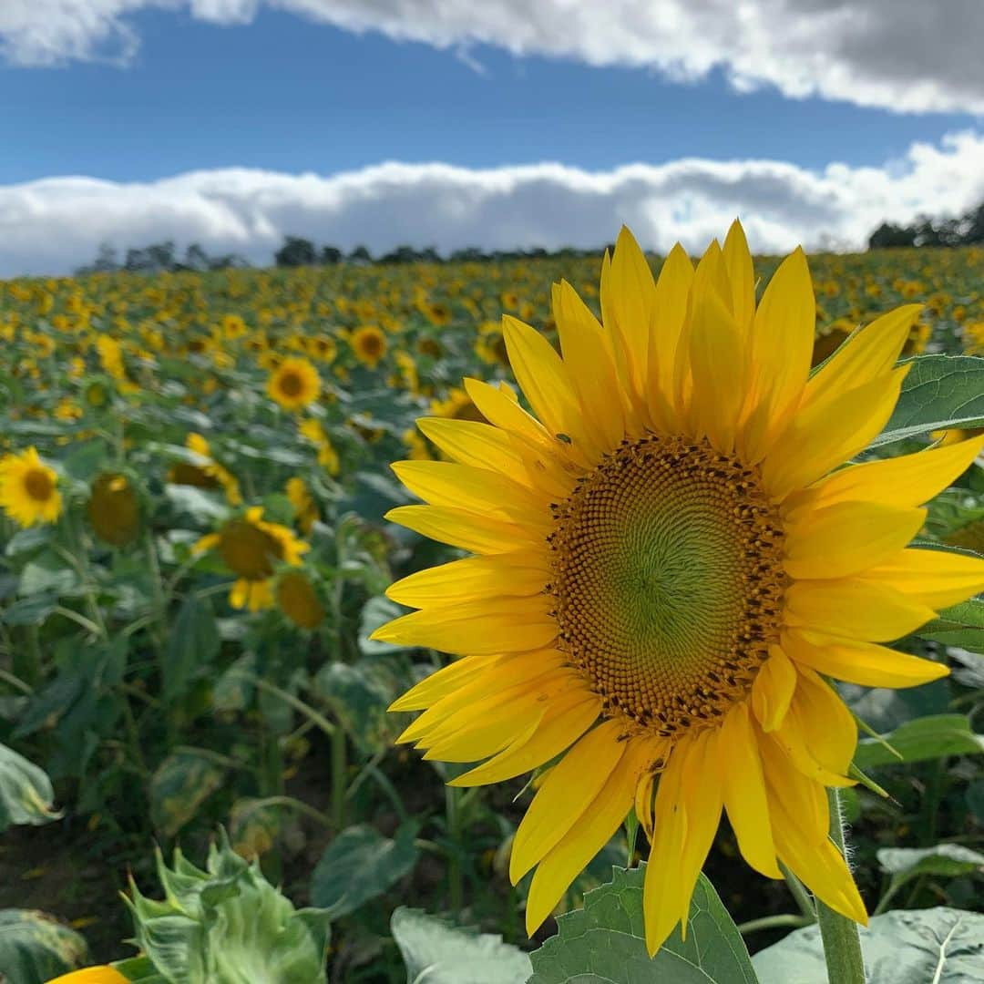 Rihwaさんのインスタグラム写真 - (RihwaInstagram)「北竜町ひまわりの里🌻🌻🌻 明日の湧別町の夏祭りに向けて車で走る途中、ちょっと寄り道して行ってみたかったひまわりの里へ行ってきました！！！🌻🌻🌻🌻🌻🌻🌻🌻🌻🌻🌻🌻 貸し自転車に乗ってひまわり畑を一望してきたよー！！！！見渡す限りひまわり畑で圧巻でした！！！！😍🌈🌻☀️ #Rihwa #北竜町 #ひまわりの里 #ひまわり畑」8月17日 20時25分 - rihwa_official