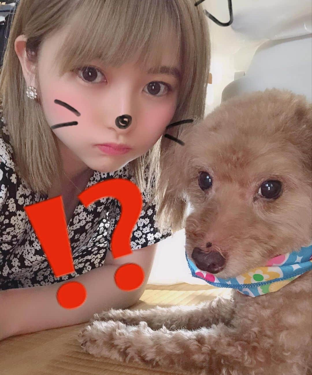 尾形春水さんのインスタグラム写真 - (尾形春水Instagram)「今日の動画はー！ 質問コーナーです(^^) 質問案を検索して自分に質問するスタンスでやらせてもろてます。笑笑 愛犬アルフ君もご満悦の様子。  また質問コーナーやりたいのでYouTubeのコメント欄に質問書いてくださると嬉しいです🙂🙂 ！ 🎁  プロフィールのURLから！びゅーーーん」8月17日 20時38分 - harunaogatajp