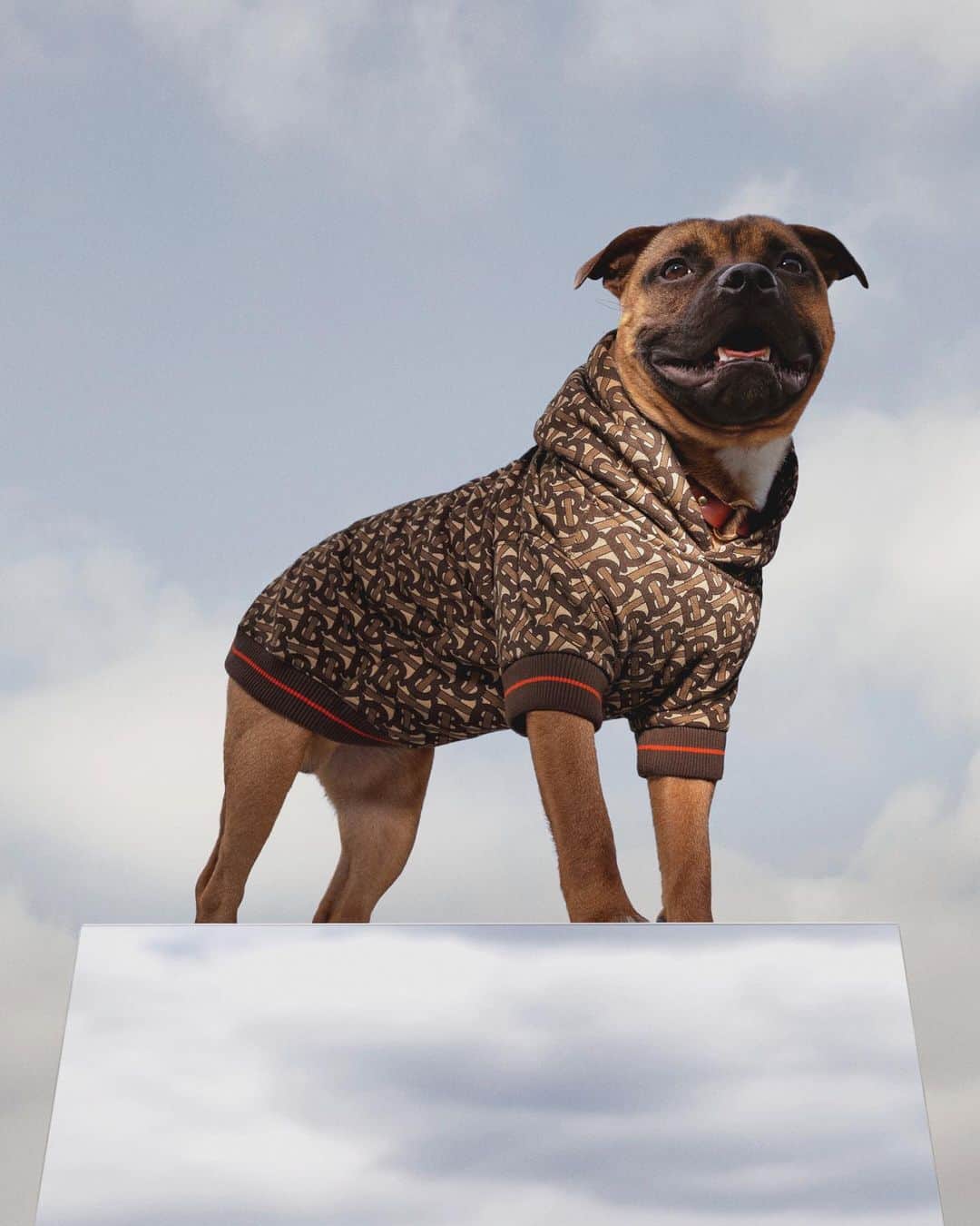 のインスタグラム：「Shop now - #TheBSeries 17 August . The #ThomasBurberryMonogram dog hoodie, available on Instagram for 24 hours only . Personalise with your pet's name exclusively for #TheBSeries 17 August . #TBRT #BurberryGeneration」