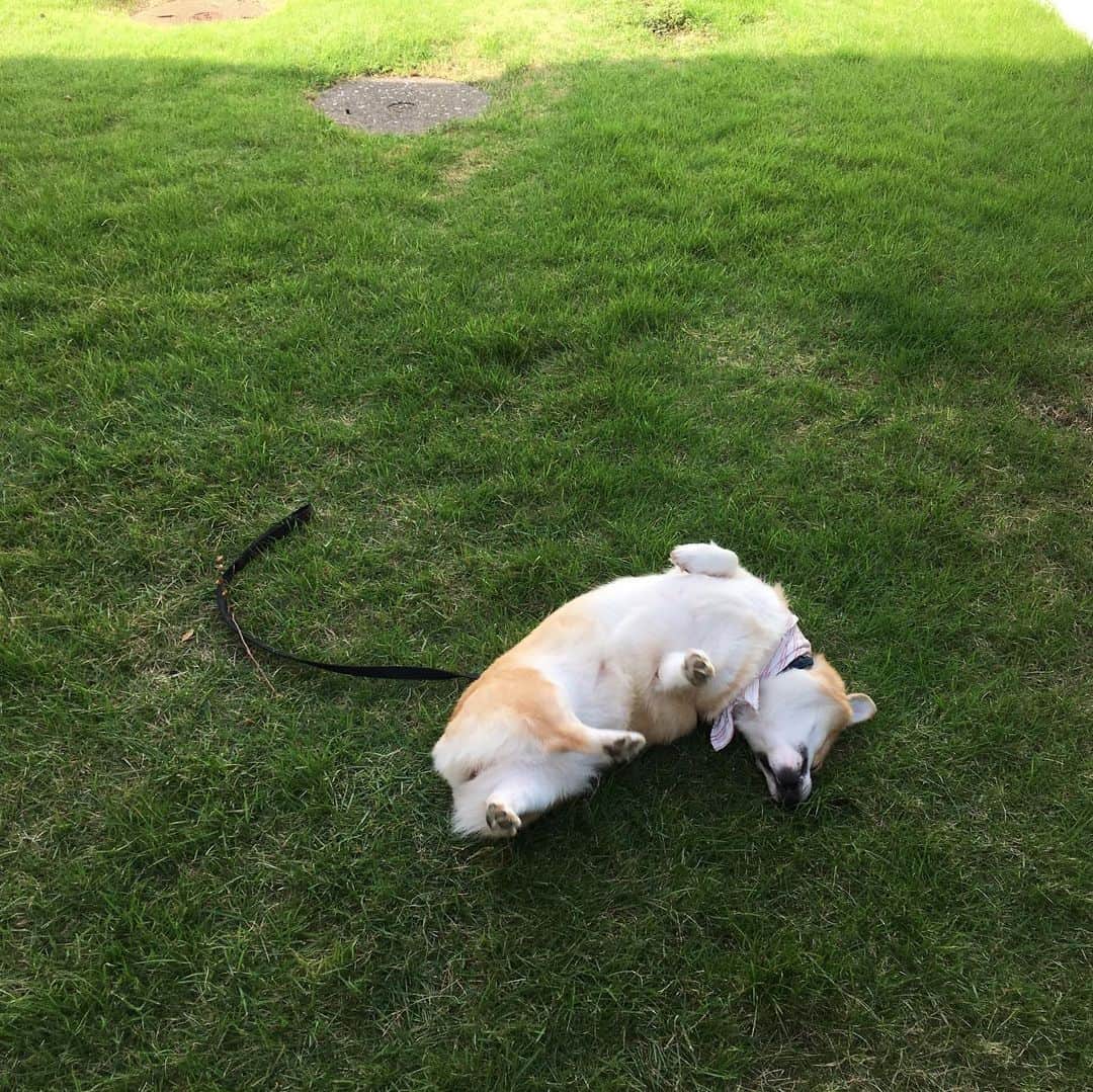 maggydaisyのインスタグラム：「_  朝晩 ここでウネウネするのが日課  故郷を思い出してるのかなぁー  今日も本当に暑かった！  #maggydaisymore20190817 #corgi #コーギー  #犬のいる暮らし #里親」