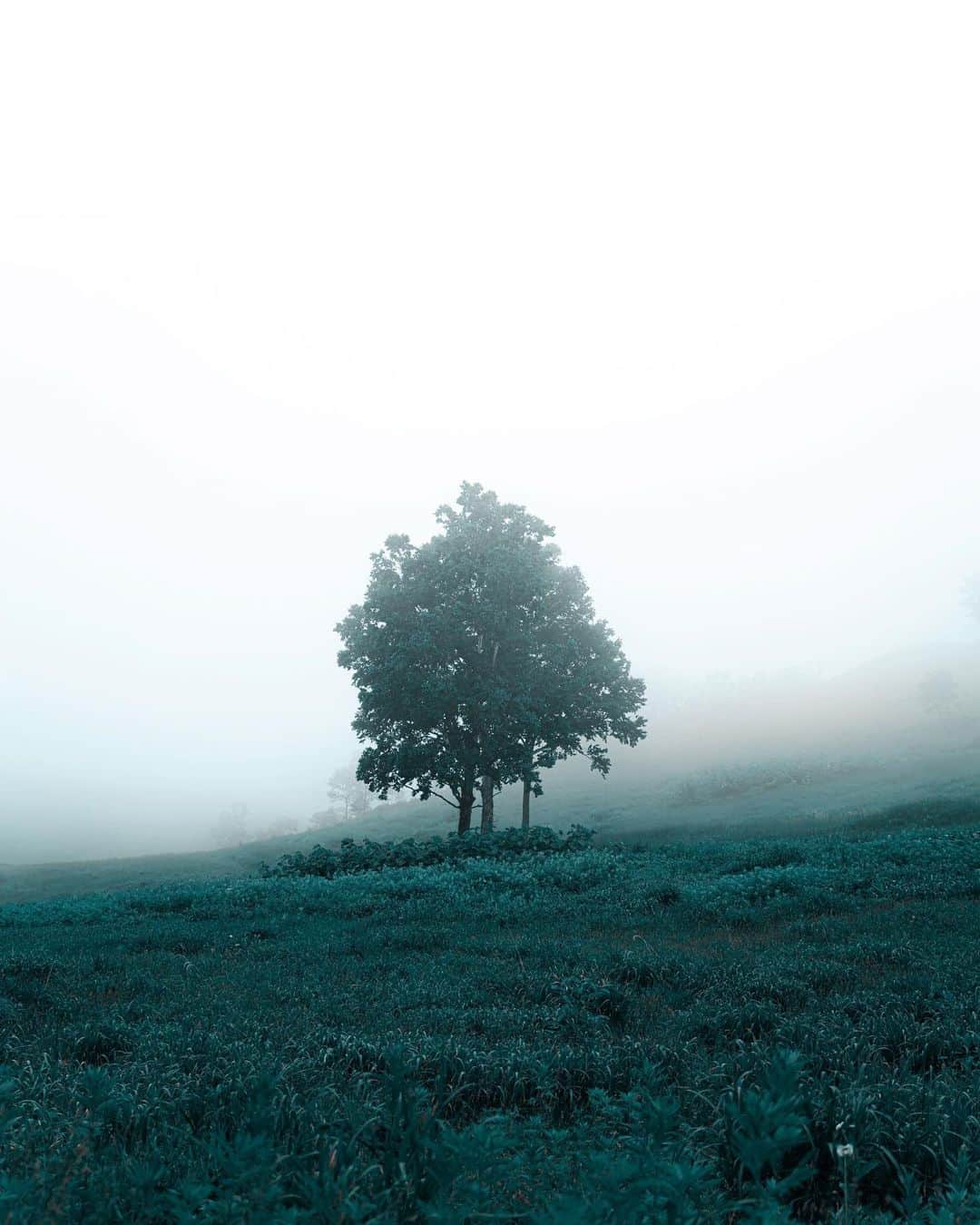 6151さんのインスタグラム写真 - (6151Instagram)「fog」8月17日 21時07分 - 6151