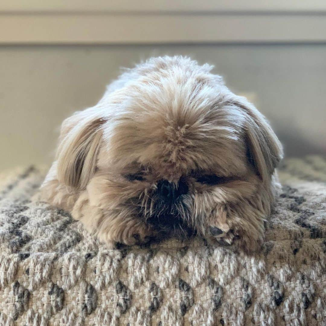 Dougie the Shih Tzuさんのインスタグラム写真 - (Dougie the Shih TzuInstagram)「Friday night mood.」8月17日 12時32分 - dailydougie