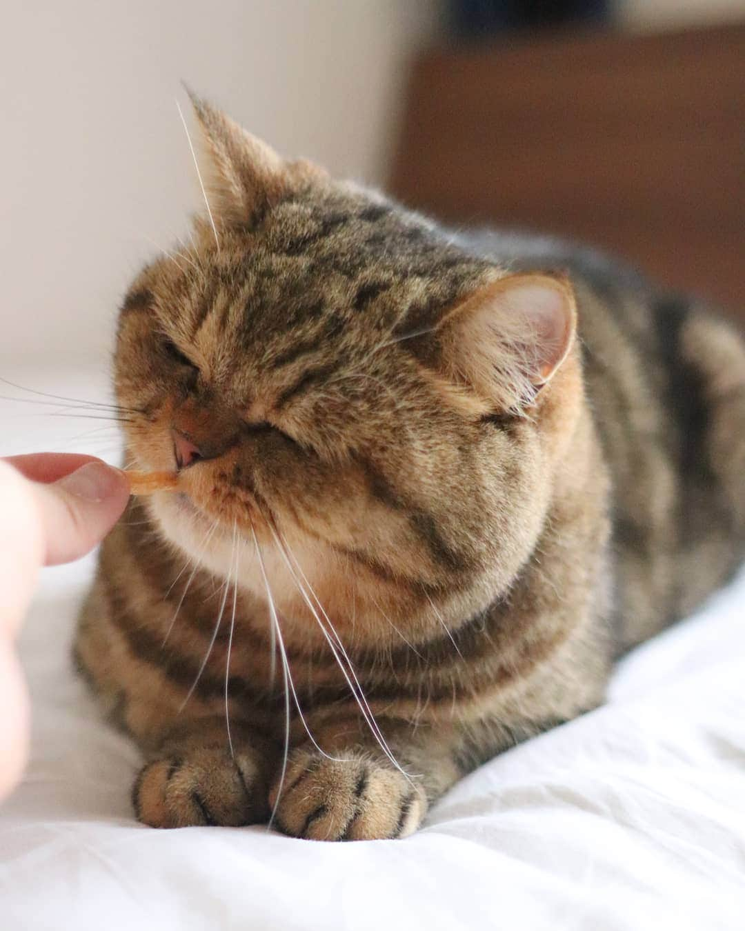 寅次郎（とらちゃん）さんのインスタグラム写真 - (寅次郎（とらちゃん）Instagram)「☆ Snack time😋 . もぐもぐタイム . そういえば、#渋野選手 もこんなの食べてたにゃ . 僕は #ほぐれるササミ だけど . #タラタラしてんじゃねーよ #渋野日向子 #happycaturday #catsofinstagram #instagramjapan #weeklyfluff . #保護猫のシマホ #譲渡会のシマホ .」8月17日 12時32分 - torachanthecat