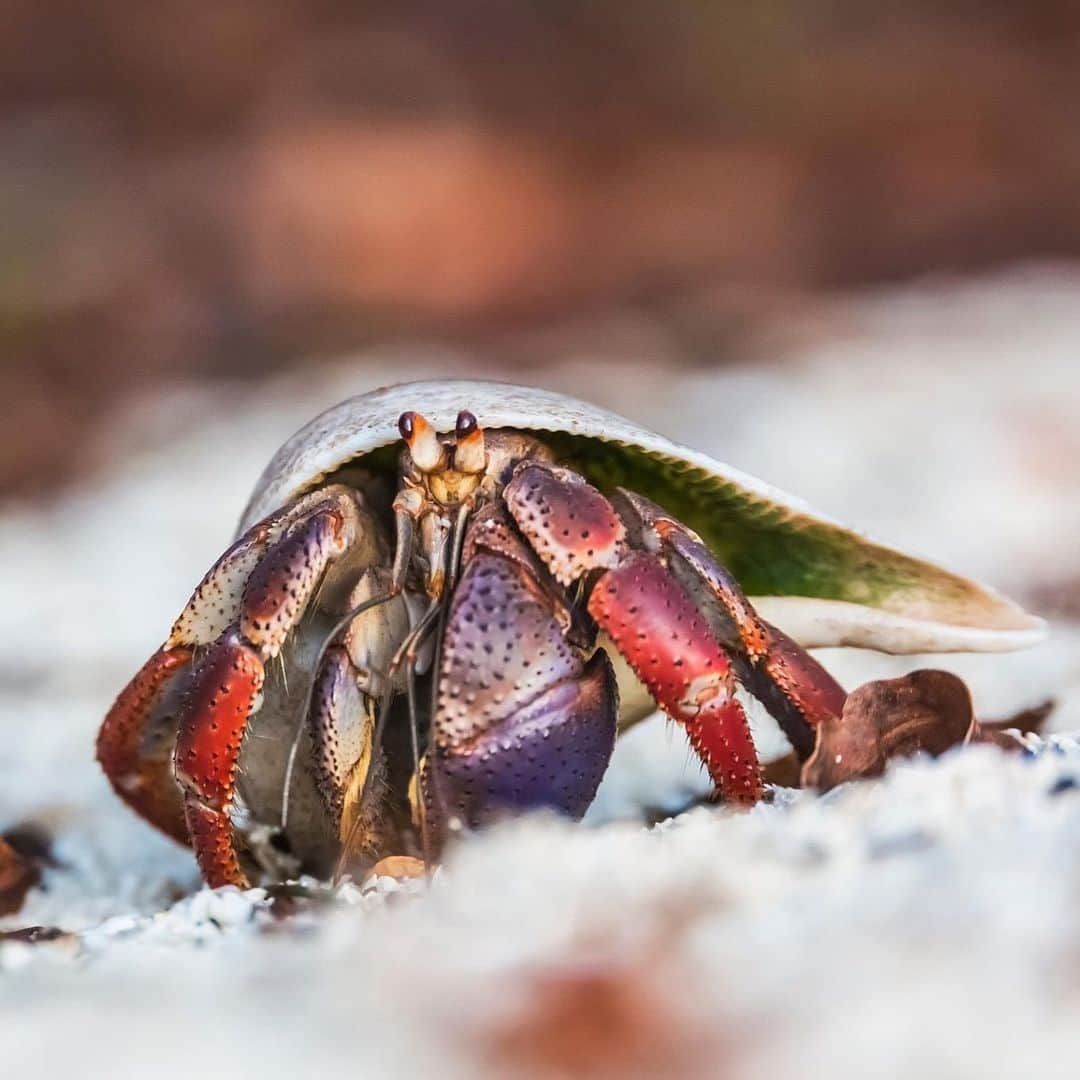 アメリカ自然史博物館さんのインスタグラム写真 - (アメリカ自然史博物館Instagram)「Hermit crabs are always on the hunt for a bigger home. Unlike some of their crustacean relatives, hermit crabs only have armor to cover the front halves of their bodies—leaving their soft hind-parts bare. This is why you see hermit crabs sporting a range of gastropod shells. And since they grow, they’re always searching the market for a larger space. If one hermit crab likes another crab’s shell, it will even start a fight in the hopes of stealing the shell for itself! Photo: © Lee Rentz / Alamy Stock Photo from Nature | PBS, Caribbean hermit crab (Coenobita clypeatus) pictured」8月17日 12時49分 - amnh