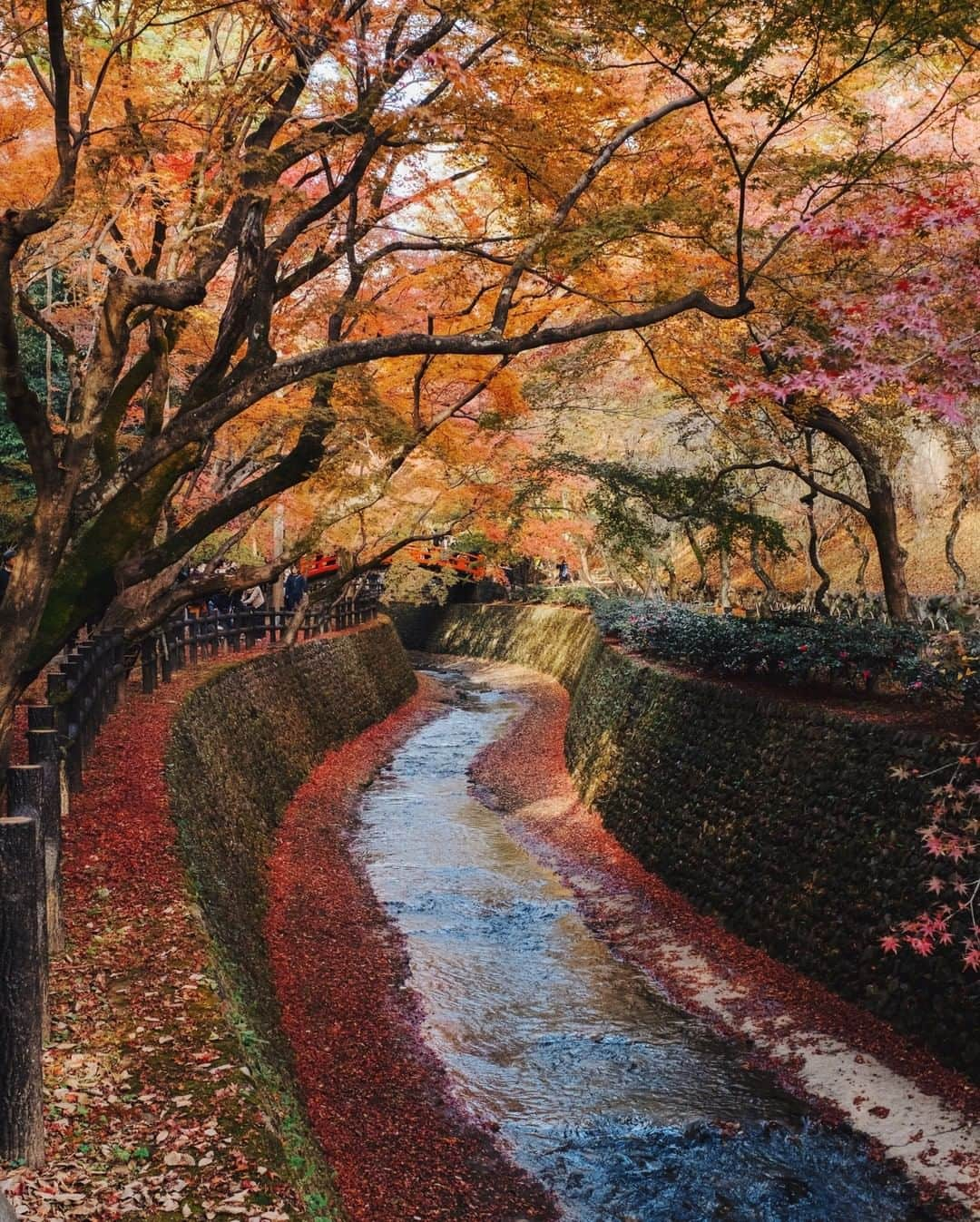 National Geographic Travelさんのインスタグラム写真 - (National Geographic TravelInstagram)「Photo by @MichaelGeorge | Autumn in Japan is a spectacle of joy and color. Through the trees you can see visitors walking slowly in the canopy of trees near Kitano Tenman-Gu Shrine in Kyoto, Japan. #kyoto #autumn #japan #fallfoliage」8月17日 13時06分 - natgeotravel