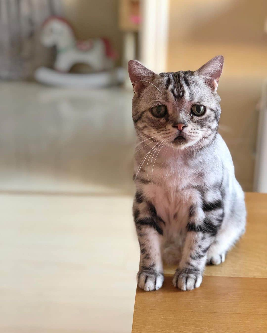 ルフさんのインスタグラム写真 - (ルフInstagram)「#luhu:"mom always wake up too late at weekends,but i m waiting for #meatcans !" - - #cat #cute #sadcat #catsofinstagram #angel #adorable #lovely #kitty」8月17日 13時32分 - lanlan731