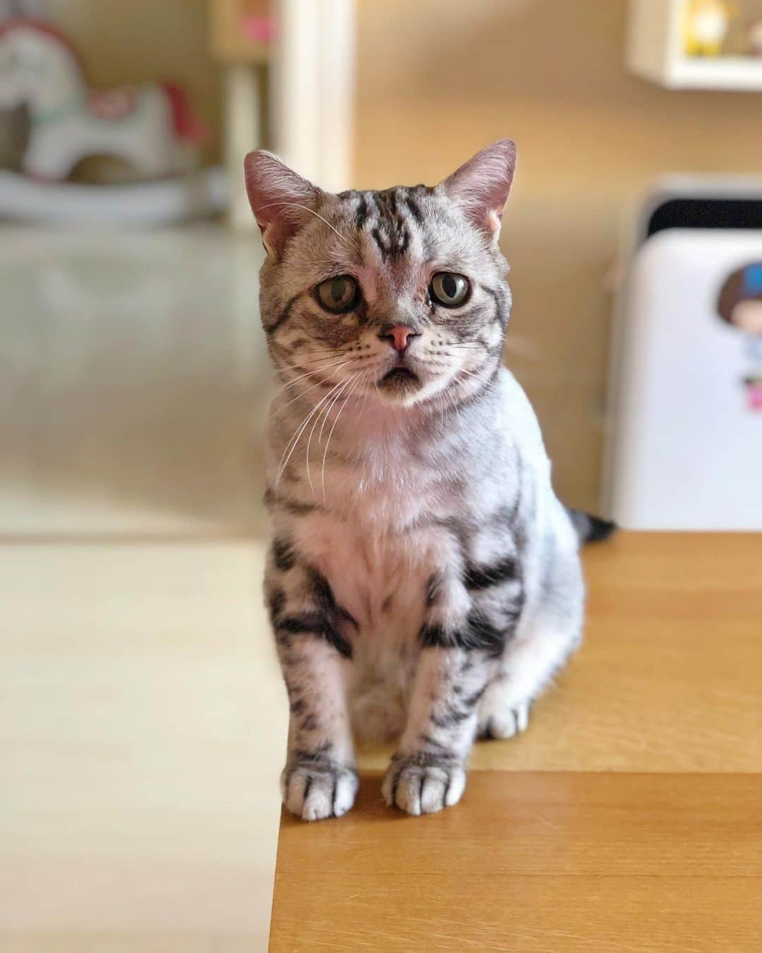 ルフさんのインスタグラム写真 - (ルフInstagram)「#luhu:"mom always wake up too late at weekends,but i m waiting for #meatcans !" - - #cat #cute #sadcat #catsofinstagram #angel #adorable #lovely #kitty」8月17日 13時32分 - lanlan731