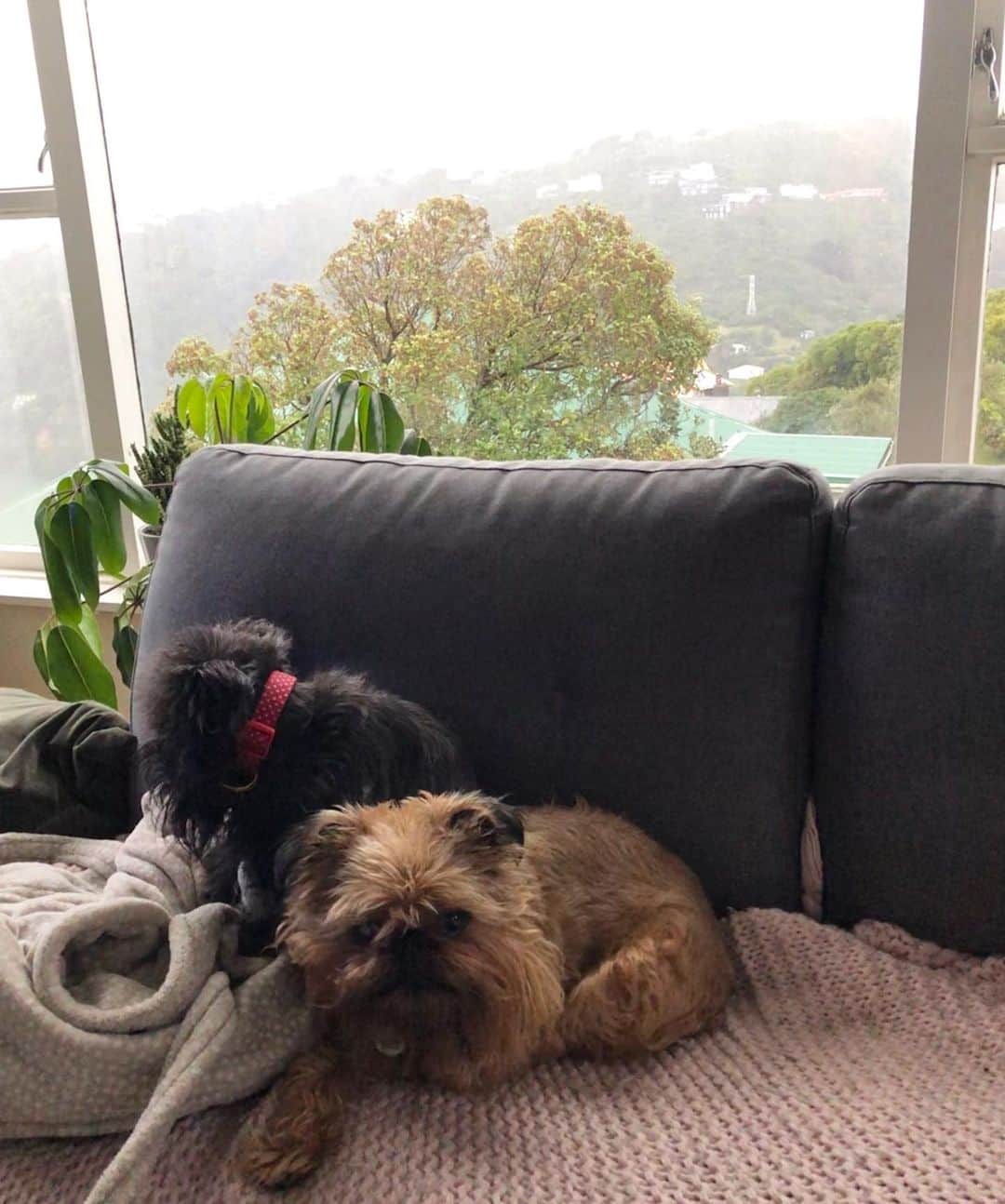のインスタグラム：「So winter finally arrived? 🥶 #notpoopinginthat #illpooponthefloorinstead」