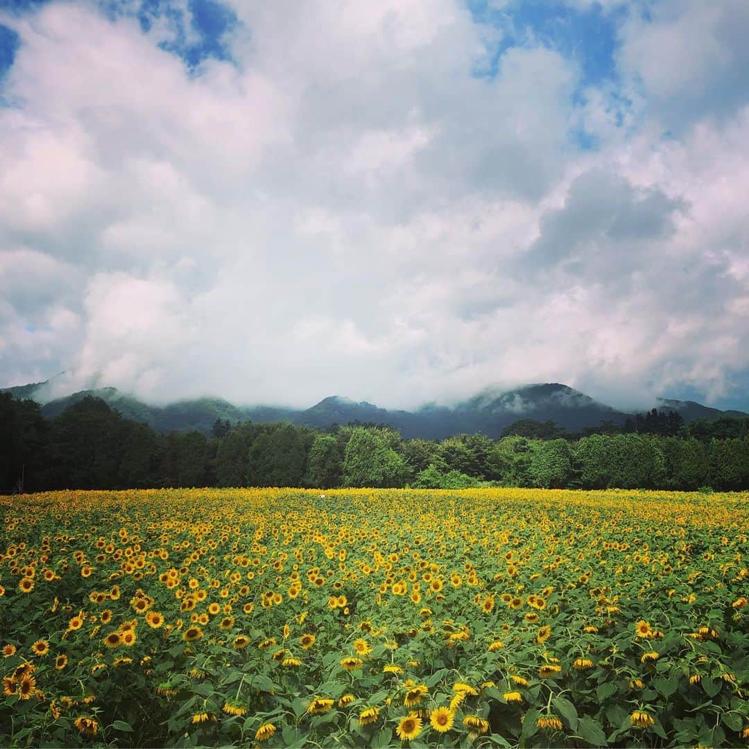 葛巻舞香さんのインスタグラム写真 - (葛巻舞香Instagram)「Himawari🌻  私にとって、『ひまわり』は特別な花です。 大好きな花。 一面に咲くひまわりの花達。 綺麗で、可愛くて、元気で、 ひまちゃんみたいで、  涙が出そうになりました。  #ひまわり #岩手 #矢巾 #煙山ひまわりパーク #sunflower #🌻 #元気をくれる花 #ひまちゃん #うちの子になってくれてありがとう #大好きだよ #お仕事」8月17日 13時48分 - maika.kzm