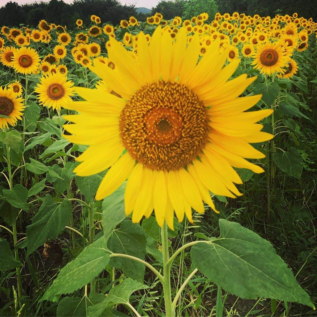 葛巻舞香さんのインスタグラム写真 - (葛巻舞香Instagram)「Himawari🌻  私にとって、『ひまわり』は特別な花です。 大好きな花。 一面に咲くひまわりの花達。 綺麗で、可愛くて、元気で、 ひまちゃんみたいで、  涙が出そうになりました。  #ひまわり #岩手 #矢巾 #煙山ひまわりパーク #sunflower #🌻 #元気をくれる花 #ひまちゃん #うちの子になってくれてありがとう #大好きだよ #お仕事」8月17日 13時48分 - maika.kzm