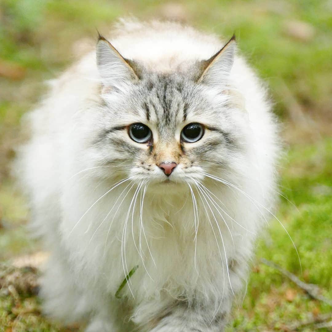 Floraさんのインスタグラム写真 - (FloraInstagram)「Whiskers for miles 😻  #cats_of_instagram #kattunge #dailyfluff #bestanimal #excellent_cats #katter #bestcats_oftheworld #igcutest_animals #cat_features #cutepetclub #fluffypack #katt #bestmeow  #weeklyfluff #meow #AnimalAddicts #kittycat #cat #cats #kitten #kittens #kawaii #instacat #calico #neko #winter #snow #2019 #sibiriskkatt #siberiancat」8月17日 14時14分 - fantasticflora