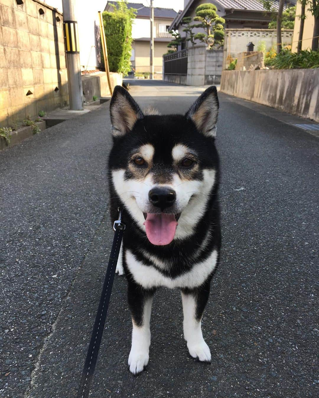 しんたさんのインスタグラム写真 - (しんたInstagram)「日陰を探しながらの朝散歩…☀️ ・ 堤防は歩けません💦 ・ #田舎の小径#黒柴#柴犬#わんこ #わんだふるjapan #いぬら部#ふわもこ部 #犬バカ部#わんダフォ #shiba#shibainu#kuroshiba」8月17日 14時41分 - shinta67