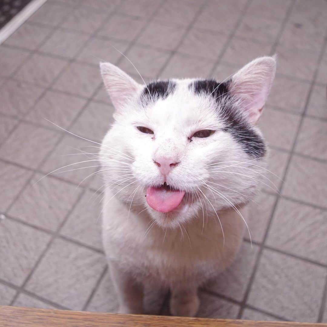 Kachimo Yoshimatsuさんのインスタグラム写真 - (Kachimo YoshimatsuInstagram)「今日の催促。 #uchinonekora #nanakuro #neko #cat #catstagram #kachimo #猫 #ねこ #うちの猫ら http://kachimo.exblog.jp」8月17日 15時03分 - kachimo