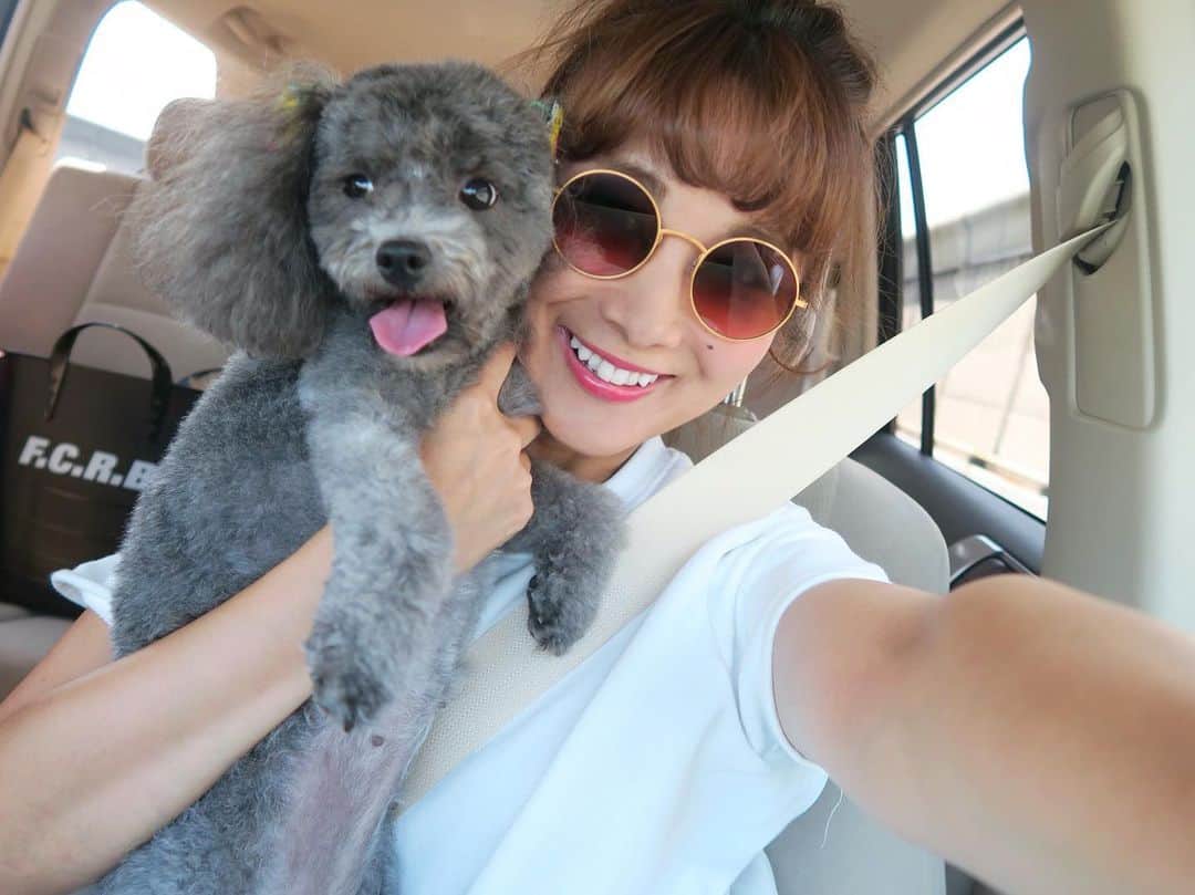 のインスタグラム：「お盆ラストはカプリと1泊♡行こ！の一言に大興奮のカプリ＼(^o^)／近場のリゾート、淡路島へ行って来まーす！ #愛犬カプリ#トイプードル」