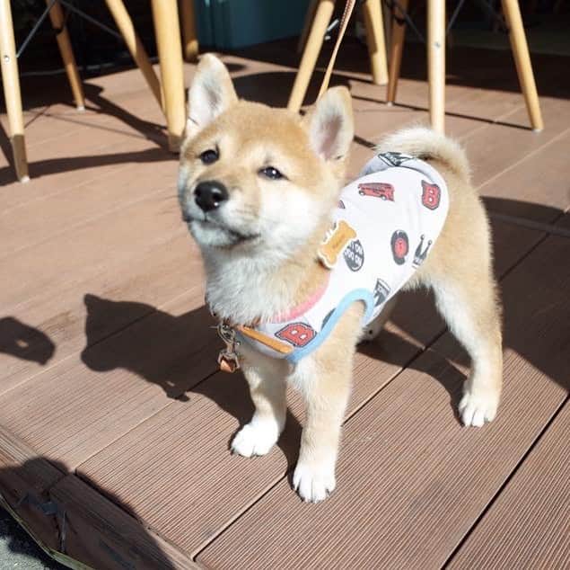 柴犬Mamesuke・Korosuke??大阪さんのインスタグラム写真 - (柴犬Mamesuke・Korosuke??大阪Instagram)「🐱🐻🎂🎉 🐾----*----*----*----*🐾 僕、豆介❤️ 今日で僕、5歳になったの☺️💓 ペットショップでママと出会って、ママの子になって、あっという間に5年も経っちゃった。 あと10年くらいの寿命だったとしたら、もう人生の3分の1生きたことになるよね。 これからも、ママとパパとコロちゃんと幸せに過ごしていきたいなぁ🐶💕 これからも僕、豆介を宜しくね🥰 #Happybirthday #豆介がうちの子で本当に良かった #豆介無しでは生きられない #豆ちゃん大好き #豆介5歳の誕生日 🐾----*----*----*----*🐾 #MameKoro #豆コロ #West_dog_japan #豆柴 #柴犬 #赤柴 #豆介 #コロ介 #shibagram #shibastagram #shibainu #shiba #shibadog #🐕📷」8月17日 15時15分 - mame_suke_i