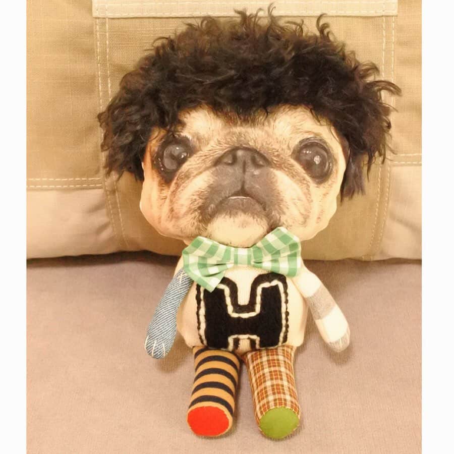 八兵衛のインスタグラム：「Afro hairstyle Hachibei❤️ * * 我が家に アフロはちべえが やってきましたyo💖 * * ①アフロ似合ってる？☺️ ②初対面😁✨ ③分身が寄りかかってるね😂💕 * * ニヤニヤして ずっと見てしまいます🥰 マミさん、 とっても可愛い八兵衛を作ってくださって ありがとうございました❤️ 大切にします✨✨✨ * * #zeromamiハンドメイド  #ほぼ黒パグ #おじいちゃん犬 #パグ #pug #puggy #puglife #puglove #petstagram #pugstagram #pugsofinstagram #pugs #dog #ふわもこ部  @igersjp #IGersJP #east_dog_japan #pecoイヌ部 #八兵衛 #はちべえ #朝ワンコ夕ニャンコ」