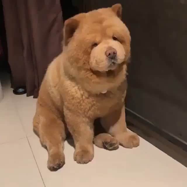 BeStylishのインスタグラム：「tell me this isn’t the cutest dog you’ve seen 😭😍 - 👉 | Follow us for more daily content! @bestylish @bestylish @bestylish -  #cute #dog #art #videooftheday #cutedog #fluffydogs #bigdogsofinstagram」