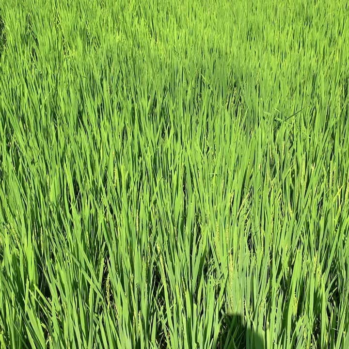 HiRAO INCのインスタグラム：「. 岡山 に墓まいり  5月に植えた稲穂はもう穂がでてる。 イチジクはもうすこし。 バッタもカエルもトンボもいっぱい 。  アブラ蝉がジージー言い始めると、夏も終わり お盆あけて、日没もはやくなり、少し秋の気配  #墓参り #三軒まわる」