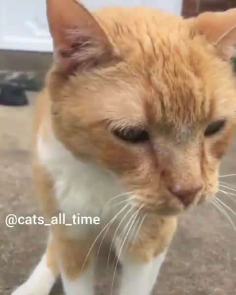 OUR FAVORITE CATSのインスタグラム：「What's that sound😻😻 From: @cats_all_time」