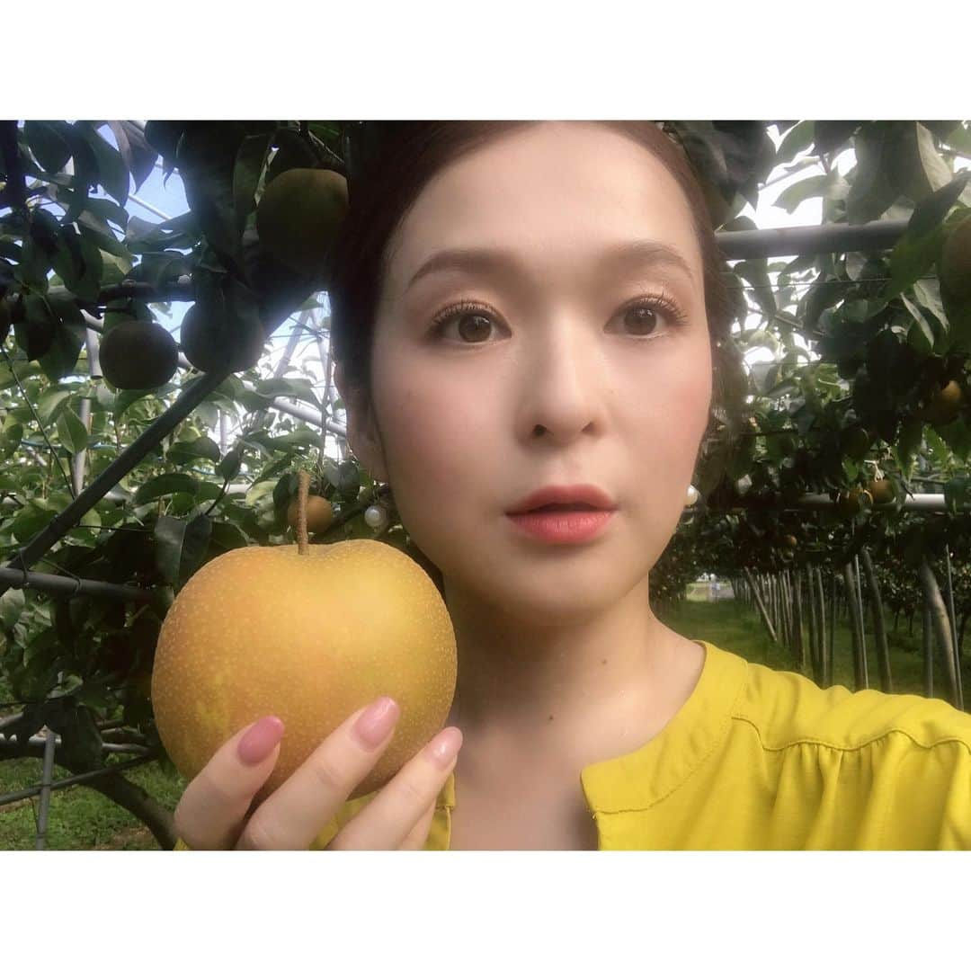 小野口奈々さんのインスタグラム写真 - (小野口奈々Instagram)「・ 暑〜い日に、冷た〜く冷やした梨🍐 食べたくなりますよね😆💕💕 昨日の中継でお世話になった、 久留米市のフルトリエ 中村果樹園さん‼️ ジョイント栽培という珍しい方法を取り入れていて 梨が低い位置に実るので 小さなお子さんや車椅子の方も 梨狩りを楽しむことができるそうです😊 併設されているカフェには 梨を使ったスイーツも🍰🍨🍐 今が旬の梨を堪能できますよ✨✨ #フルトリエ中村果樹園 #久留米市 #フルーツ狩り #梨狩り#梨」8月17日 21時38分 - nana0no