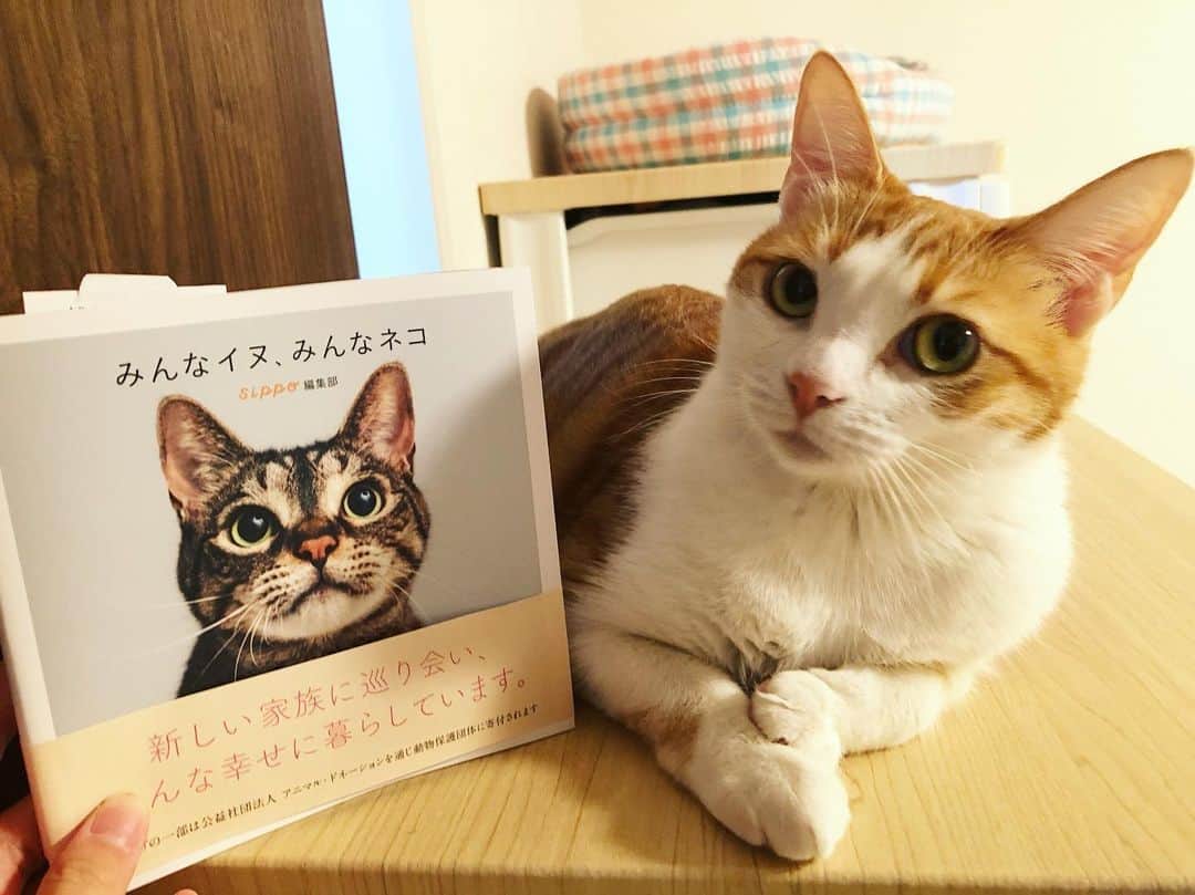 はなぼくろきなこさんのインスタグラム写真 - (はなぼくろきなこInstagram)「新宿の京王百貨店で行われているみんなのイヌ、みんなのネコ展で販売されている本に、もなの写真を掲載いただいています✨ 売り上げの一部は動物保護団体への寄付になるチャリティー本となっています🌷 . . . . . #みんなのイヌみんなのネコ  #きなちょのおうちのもーにゃん」8月17日 21時42分 - hanabokurokinako