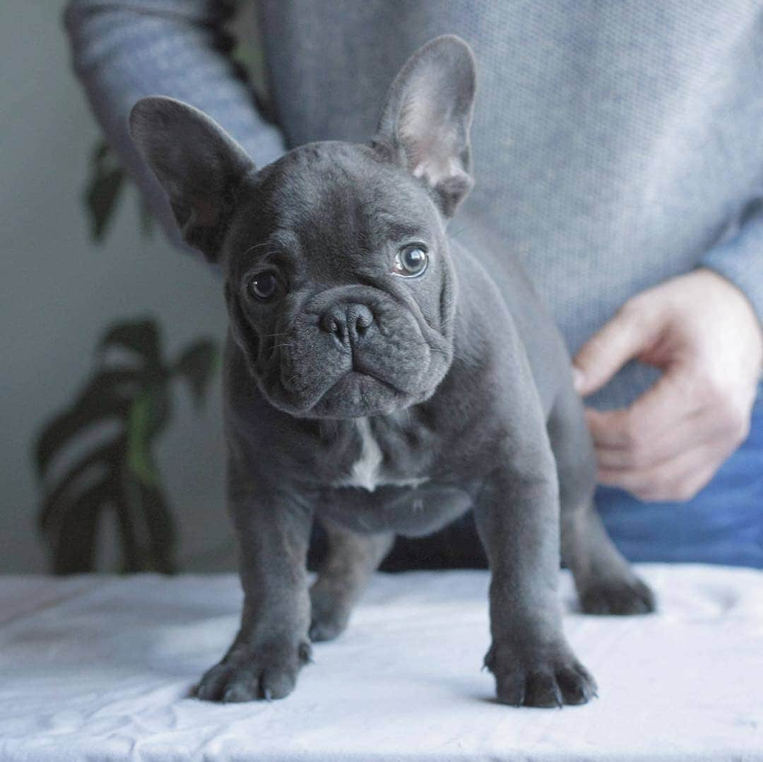 French Bulldogのインスタグラム