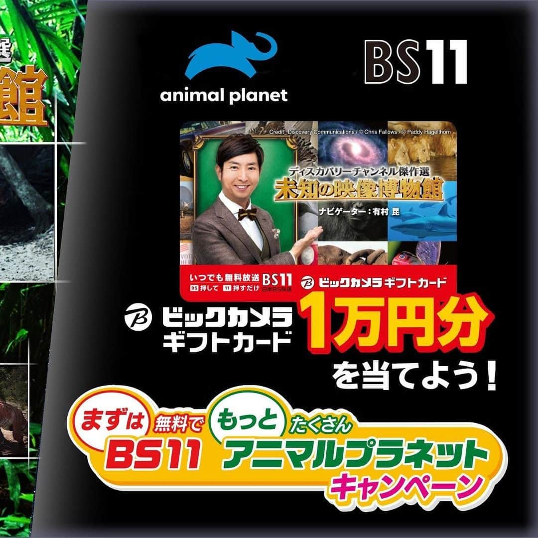 有村昆さんのインスタグラム写真 - (有村昆Instagram)「‪#ディスカバリー傑作選 ‬ ‪#ディスカバリーチャンネル ‬ ‪#BS11 にて毎週土曜放送の「未知の映像博物館」MC #有村昆 ‬ ‪8月は #恐竜 特集❗️‬ ‪各新聞のテレビ欄に掲載中！‬ ‪親子で見られる本当に知的好奇心くすぐられる番組です。‬ ‪1万円が当たるチャンスだよ😊‬」8月17日 16時18分 - kon_arimura