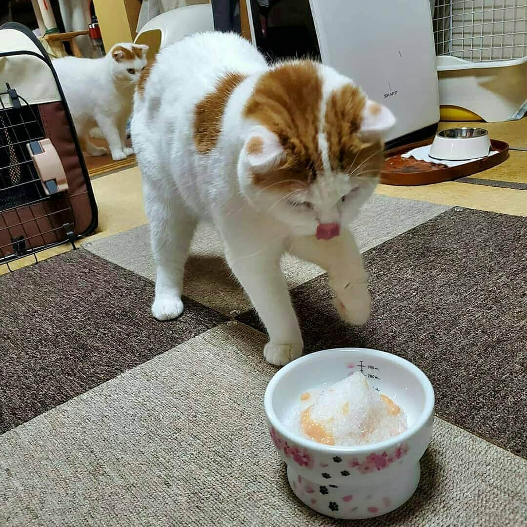 猫壱（ねこいち•ネコイチ）さんのインスタグラム写真 - (猫壱（ねこいち•ネコイチ）Instagram)「【Instagramに投稿して猫壱商品を貰っちゃおう✨結果発表】  銀賞は冷たいかき氷🍧を作ってもらった @yumisunson さんの一枚です💨 おめでとうございます🎉 ▫ ▫ 受賞さんには後程DMを送らせていただきますね♪ ▫ ▫ 次はいよいよ金賞の発表！ 金賞の発表は20時を予定しております😉楽しみにお待ちください♪ ▫ ▫ ::::::#猫壱 ::::::: Instagramに登場した商品はプロフィールのリンクよりご覧いただけます🎶 お写真の商品は#ハッピーダイニング #限定脚付ウォーターボウル SAKURA でした✨ 気になる方は @necoichicojp からチェックしてくださいね❤ ▫ ▫ #ねこ #ネコ #猫好き #ねこらぶ #猫#ペット  #necoichi #cat #kitty  #kitten #pet #結果発表 #銀賞 #猫のいる幸せ #猫のいる生活 #猫好きさんと繋がりたい #猫壱キャンペーン受賞者発表」8月17日 17時19分 - necoichicojp