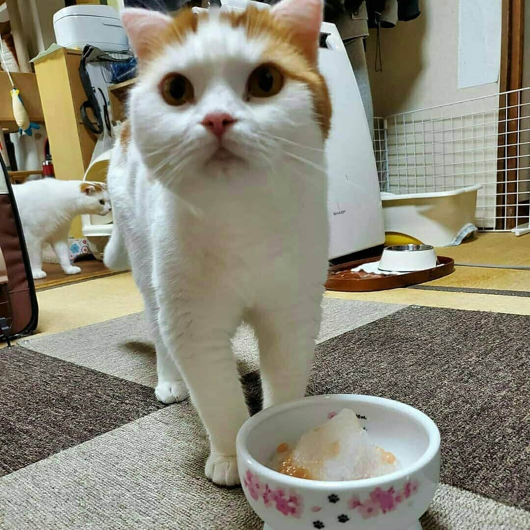 猫壱（ねこいち•ネコイチ）のインスタグラム