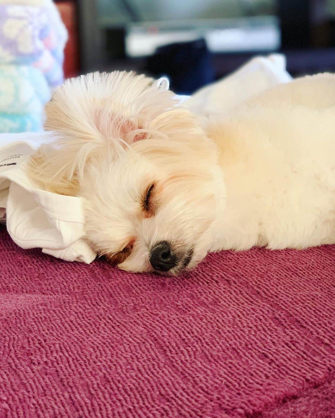 チャン・リーメイさんのインスタグラム写真 - (チャン・リーメイInstagram)「ボクは畳んだ洗濯ものが大好き。 ✴︎ 畳んだ端から ✴︎ 占領されるのがいつものパターン👕 ✴︎ 今日はそのままお昼寝💤 ✴︎ おーーい❗️ ✴︎ ボクごと仕舞っちゃうゾーーー❗️ (⌒-⌒; ) ✴︎ #犬あるある #洗濯物好き #洗濯物の上で #ポメキー会  #会員番号17 #犬のいる生活 #ポメラニアンミックス #doglover #洗濯物と犬 #耳でか犬 #元保護犬 #保護犬を家族に」8月17日 17時21分 - limeichiang
