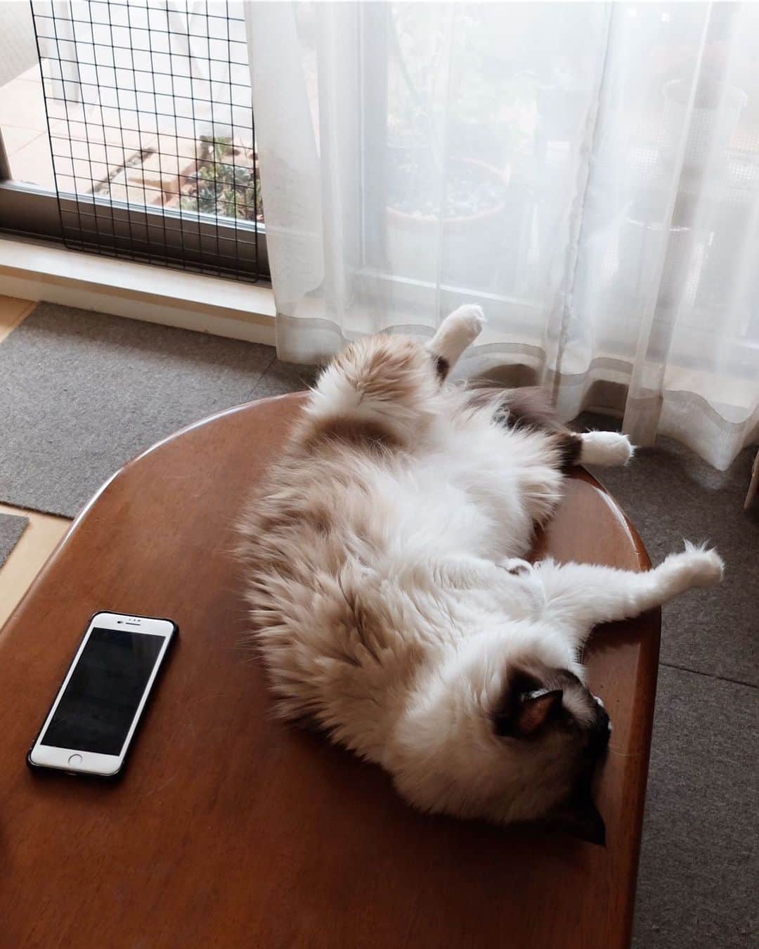 ホタテ＆クラム＆シラスのインスタグラム：「なんとも緊張感の無い…（笑） #cat #neko #ragdoll #猫 #ねこ #ラグドール #catstagram #instagram #instagramjapan #ig_japan #igersjp」