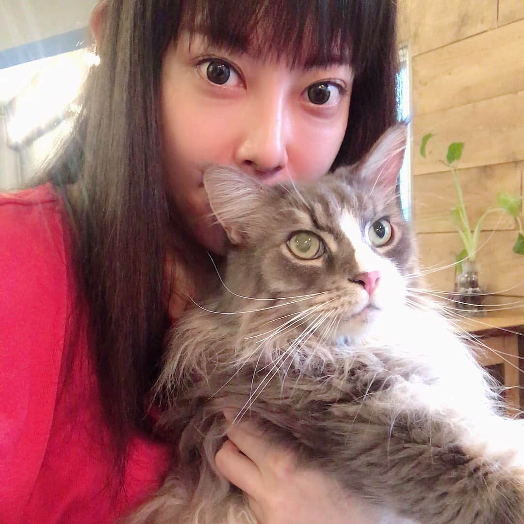 相沢あいさんのインスタグラム写真 - (相沢あいInstagram)「お出掛けにゃんにゃん  #ぷーぷー #ねこ #猫 #メインクーン #cat #catstagram #catsagram #catsofinstagram #cats_of_world #catlover #catlovers #catholic #cat_of_instagram #catlife #mainecoon #mainecoonlife #mainecoonlover #fluffy #bigcat #ねこ部 #ふわもこ部 #メインクーン部  #にゃんすたぐらむ #ねこすた #ねこすたぐらむ  #ねこと暮らす #ねこ写真 #ねこもふ団 #ねこすた #にゃんこ」8月17日 17時49分 - aizawaai