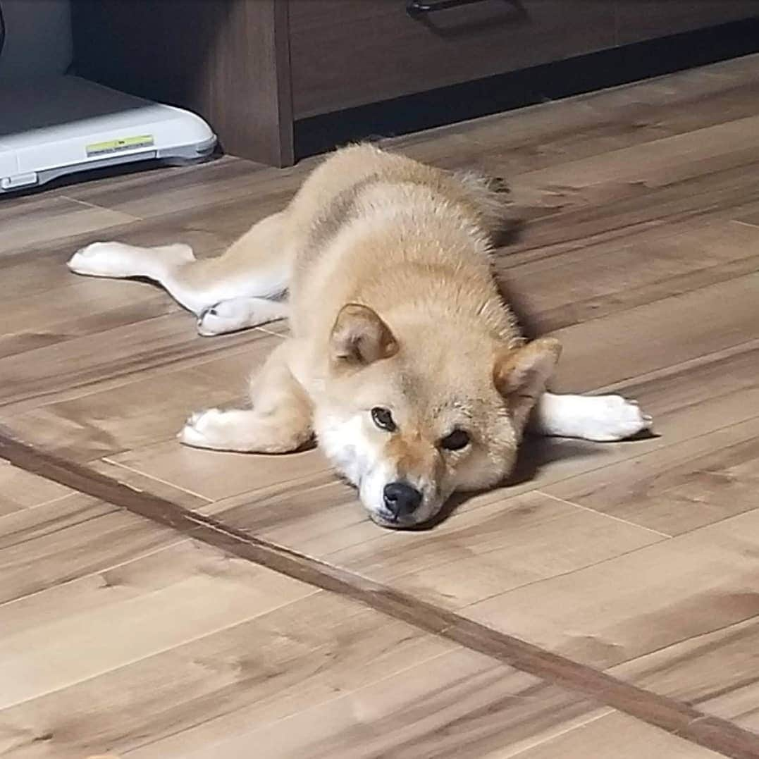 柴犬たま Shibainu Tamaのインスタグラム