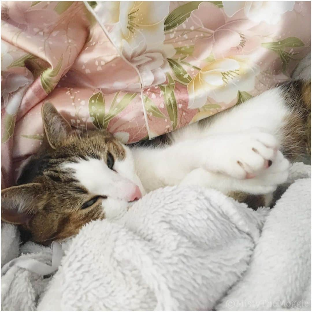 Misty The Moggieさんのインスタグラム写真 - (Misty The MoggieInstagram)「Is there anything cuter than when your own #cat seeks you out for cuddles??」8月17日 18時08分 - mistythemoggie