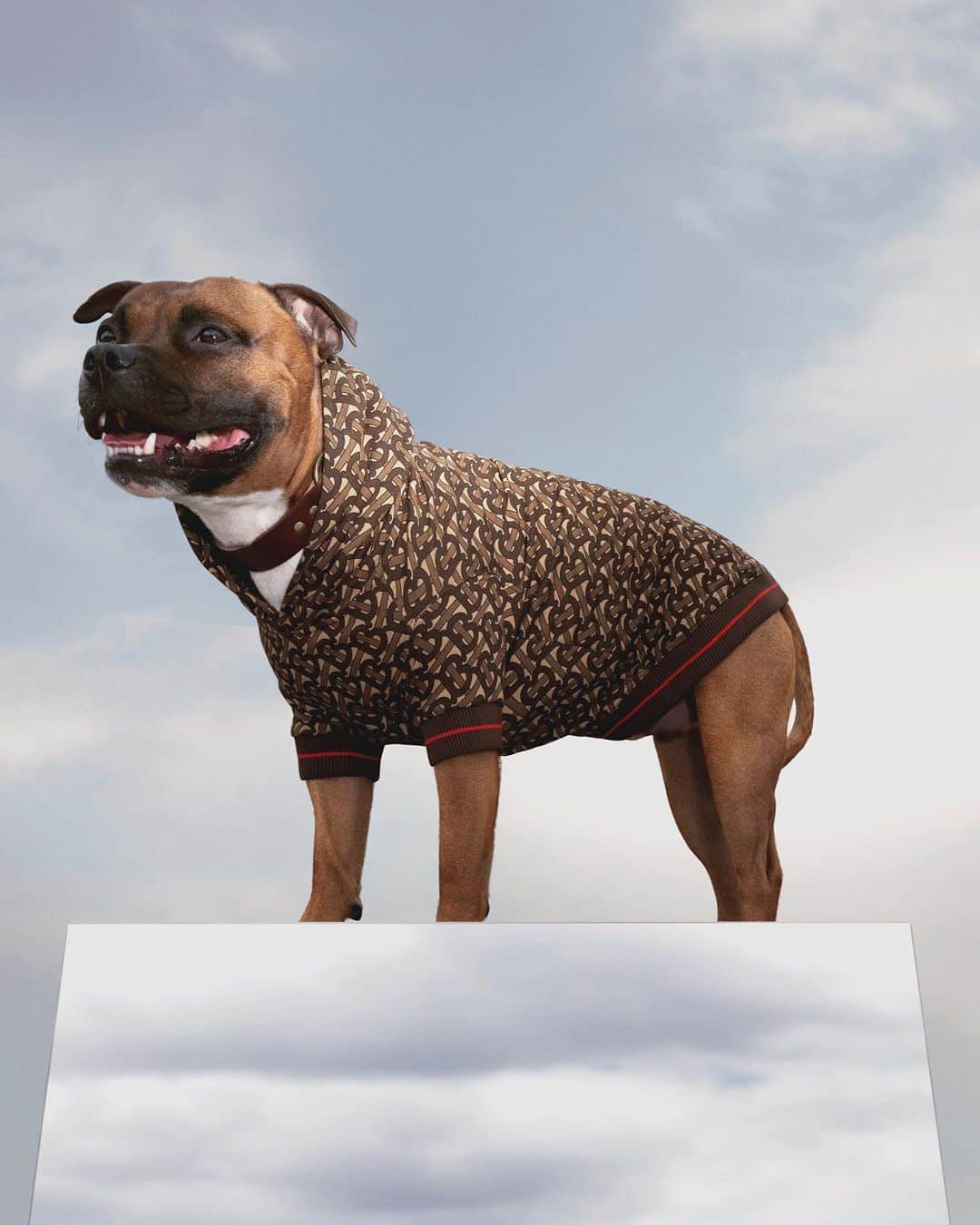 のインスタグラム：「#TheBSeries 17 August. Shop now for 24 hours only . Introducing the #ThomasBurberryMonogram dog hoodie – personalise with your pet's name exclusively for #TheBSeries 17 August . #TBRT #BurberryGeneration」