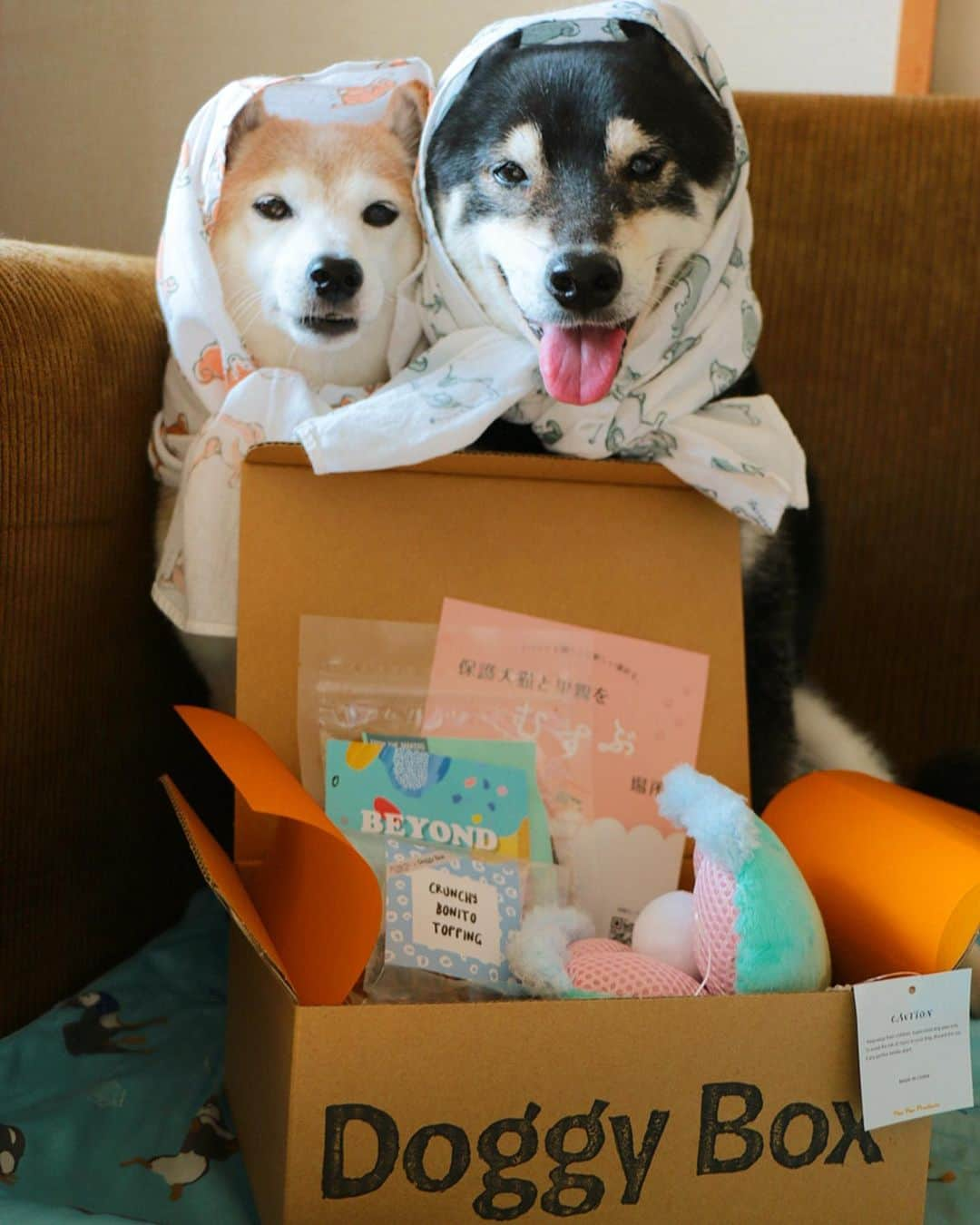 柴犬 けんしろう ゆりあさんのインスタグラム写真 - (柴犬 けんしろう ゆりあInstagram)「🐶🎁🐶スワイプしてね . うちのほっかむり兄妹に Doggy Boxさんの @doggybox_jp  8月Boxが届きました♡ . 今回のテーマは 「 BEYOND the SEA」 🐬🐠🏖🐚 . 写真を撮ってたら けんゆりがまるでジョーズのように🦈 Boxのまわりをぐるぐる〜 おやつとおもちゃを強奪しようと狙っておりました😆 . お楽しみの中身は〜🎁 ①アクアグリーンのとってもキュートな お姫様の真珠の貝殻のおもちゃ🐚 ②厳選した国内生産のおやつ🍭 🐟いりこビスケット 🐟かりかりカツオふりかけ 🦘カンガルージャーキー . 今日帰ったらお留守番のご褒美に どのおやつをあげようかと今からとっても楽しみです☺️ 貝殻のおもちゃで人魚姫ごっこもしてみたいな❤️ . #doggybox #ドギボ」8月17日 18時04分 - nerishiro