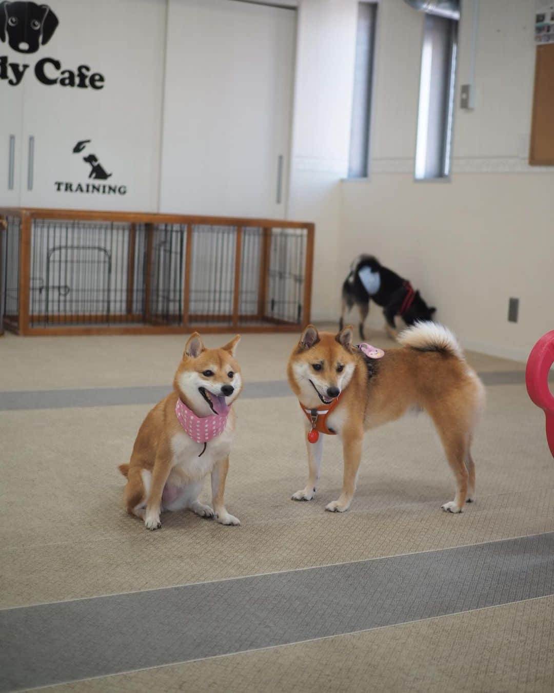 豆柴にこちゃんさんのインスタグラム写真 - (豆柴にこちゃんInstagram)「🐶🐶🐶 今日は #andycafe目黒本店 で親戚会🐾 . くまちゃん @kumakichi_511 ぽっちゃん @mameshiba_potechi とごはん食べて、 併設の室内ドッグランで遊びました😊 . ①②にこパパの上で、 親族による組体操ピラミッドを披露 . ③④カフェには犬用ブッフェがあるよ . ⑤ 敏腕トレーナーくまちゃんママ のおかげでアジリティを ジャンプできるようになったよ❣️ . ⑥にこっくま . ⑦店員さんにクレームを言うぽっちゃん。 その後、和解。 . ⑧ぽてにこ . ⑨くまちゃんvsにこ . ⑩ぽっちゃんママにもらった、 保冷バンダナかわいい💕 . 続く。 . #柴犬#豆柴#pecoいぬ部#犬#わんこ#犬#ここ柴部#shibainu#dog#mameshiba#pecotv#dog#いぬのきもち部#しばいぬ#しばけん#こいぬ#シバイヌ#いぬ#イヌ#赤柴#マメシバ#ペット#日本犬#子犬#puppy#doggo#pet#시바견#강아지#개」8月17日 18時35分 - nikochan.mame48