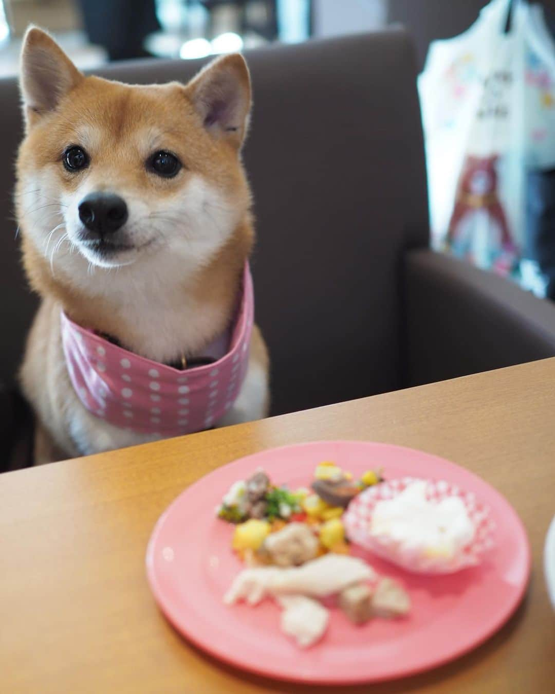 豆柴にこちゃんさんのインスタグラム写真 - (豆柴にこちゃんInstagram)「🐶🐶🐶 今日は #andycafe目黒本店 で親戚会🐾 . くまちゃん @kumakichi_511 ぽっちゃん @mameshiba_potechi とごはん食べて、 併設の室内ドッグランで遊びました😊 . ①②にこパパの上で、 親族による組体操ピラミッドを披露 . ③④カフェには犬用ブッフェがあるよ . ⑤ 敏腕トレーナーくまちゃんママ のおかげでアジリティを ジャンプできるようになったよ❣️ . ⑥にこっくま . ⑦店員さんにクレームを言うぽっちゃん。 その後、和解。 . ⑧ぽてにこ . ⑨くまちゃんvsにこ . ⑩ぽっちゃんママにもらった、 保冷バンダナかわいい💕 . 続く。 . #柴犬#豆柴#pecoいぬ部#犬#わんこ#犬#ここ柴部#shibainu#dog#mameshiba#pecotv#dog#いぬのきもち部#しばいぬ#しばけん#こいぬ#シバイヌ#いぬ#イヌ#赤柴#マメシバ#ペット#日本犬#子犬#puppy#doggo#pet#시바견#강아지#개」8月17日 18時35分 - nikochan.mame48