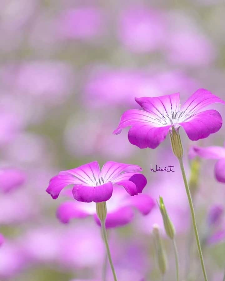 花の写真館のインスタグラム：「Photo by @k_kiwi_t_.⠀ https://instagram.com/k_kiwi_t_/⠀ .⠀ Original Post[投稿頂いたURL]⠀ https://www.instagram.com/p/BzSRS-sANLw/⠀ .⠀ 本アカウントは、 #私の花の写真 をつけてInstagramに投稿された皆さまの花の写真や、「花の写真館」Facebookページで投稿された花の写真を紹介します。⠀ 「花の写真館」Facebookページは、「 @floral.photograph 」のプロフィールにあるURLからご覧ください。⠀ .⠀ #花の写真館 #floralphotograph #floralphoto #flower #flowers #富士フイルム #FUJIFILM⠀ Follow: @floral.photograph」