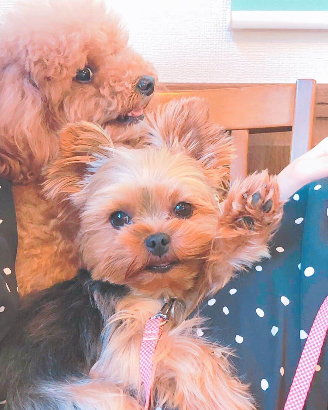 小嶋菜月さんのインスタグラム写真 - (小嶋菜月Instagram)「よっ🙋‍♀️♥️😂🥰⭐️😍🐶 . . 気付いたらこんなポーズをしていた 可愛すぎる天使たち🐶♥️in ばぁちゃんち⭐️ . . 上がお姉ちゃんのキャンディで 下が妹のアンジュです👼♥️ . . ちなみに…私は２人の足の裏の匂いが大好きで、笑 会う度に嗅がせてもらう時が本当に幸せな瞬間🥺♥️ . . #愛犬 #わんこ #トイプードル #トイプー #ヨークシャテリア #ヨーキー #犬好きな人と繋がりたい #親バカ #犬バカ #犬 #🐶 #🐩 #🐕」8月17日 19時52分 - kojimanatsuki_offical