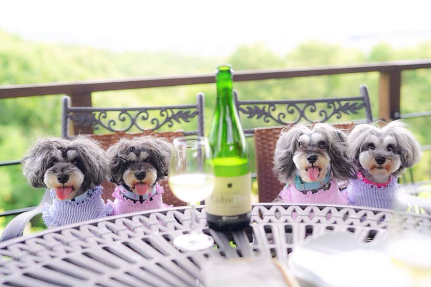 中野区在住のミニシュナのInstagramのグルメインスタ