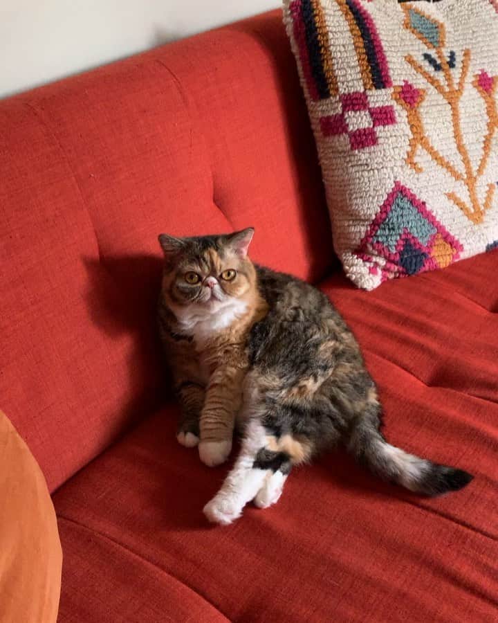 Tinaのインスタグラム：「Look at me I’m super cute. 😊」