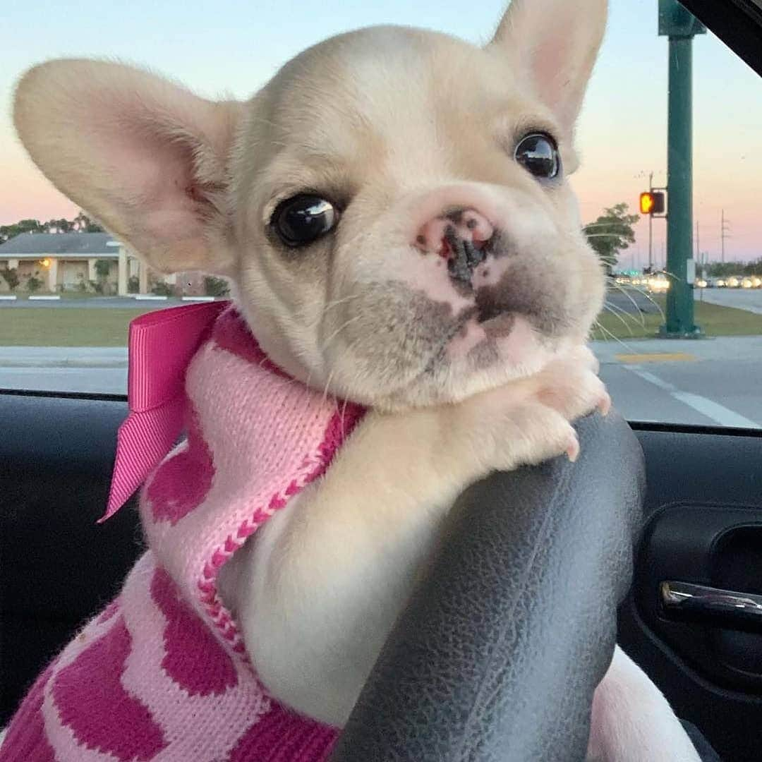 French Bulldogさんのインスタグラム写真 - (French BulldogInstagram)「That’s how I roll 💓 @georgianna_matta . . . . . #französischebulldogge #bullylove #bulldog_ig_community#bulldog #frenchiesociety #thefrenchiepost #buhi#bulldoglife #bulldogmoments #frenchiesofig #bullieslife#fab_frenchies #bulldogloversofinsta #frenchbulldoglove#bullyinstagram #bulldogram #ワンコ #frenchies1#frenchielove_feature #bulldoglove」8月18日 5時35分 - frenchie.world