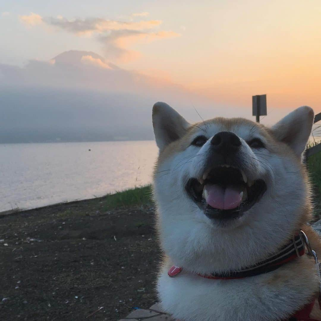 てんパパさんのインスタグラム写真 - (てんパパInstagram)「今日の夕暮れ時の山中湖。 富士山、雲に隠れたり顔を出したり。 #山中湖 #富士山 #柴犬 #世界遺産と天然記念物」8月17日 21時49分 - tenchan.shiba