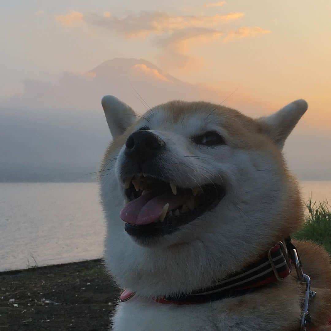 てんパパさんのインスタグラム写真 - (てんパパInstagram)「今日の夕暮れ時の山中湖。 富士山、雲に隠れたり顔を出したり。 #山中湖 #富士山 #柴犬 #世界遺産と天然記念物」8月17日 21時49分 - tenchan.shiba