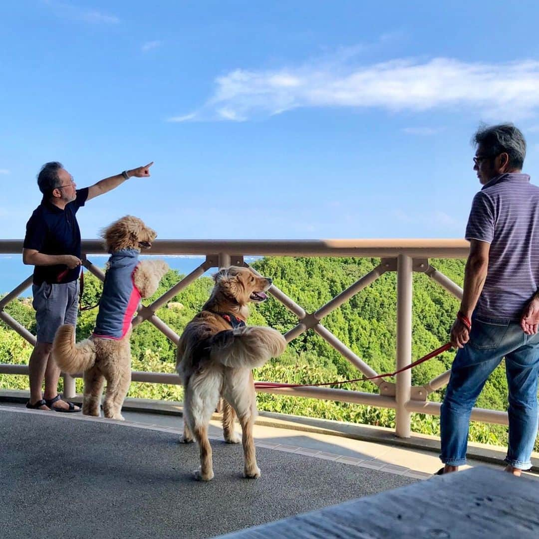 ikumiさんのインスタグラム写真 - (ikumiInstagram)「* * 8/17/2019☀️ . 昨日はフォローさせてもらってる りんちゃんに会えた日でした❤️ . 倉敷の美観地区で待ち合わせ! 初対面でも落ち着きのある3歳のりんちゃんに、 興奮が抑えられない2歳のVivi💦💦 ずーとしつこくワンワン！と吠えまくりでした😅 . 台風の後で風はあったけど テラス席でのランチはやっぱり暑かった〜☀️💦 Viviもりんちゃんもテーブルの下に避難してました！ . お食事の後は、瀬戸内海を見下ろせる ステキなカフェbelkさんへ… 気持ち良い風で、 りんちゃんもViviも元気を取り戻して 楽しい時間を過ごせました！ Viviはやっぱり、ワンワン‼︎と珍しく吠え続けてました。 りんちゃんが大好きになったみたいで ずーとお誘いしてました。 ごめんね、りんちゃん😂 . 東京からキャンピングカーで 夏のご旅行中にお声がけしてくださって お会い出来きたりんちゃんファミリー😃✨ . ずーとお会いしたかったりんちゃん❤︎ 優しくて素敵なパパさんママさんに そして可愛いりんちゃんにお会い出来て 本当に楽しい1日でした💓 . 何枚かの素敵なお写真は りんちゃんママさんからいただいた物を 使わせていただきました！ 怪獣Viviが美しく撮れてる〜🤣 ありがとうございました✨ . . @kyon5963_goldendoodle_rin * * * #goldenretriever#instadog#大型犬#大型犬のいる暮らし#ぴーすっ子#Viviana#お転婆怪獣#happyday#りんちゃん#ゴールデンドゥードゥル#ピッツェリアコノフォレスタ#belk」8月17日 21時52分 - ikumi.betty_jupiter