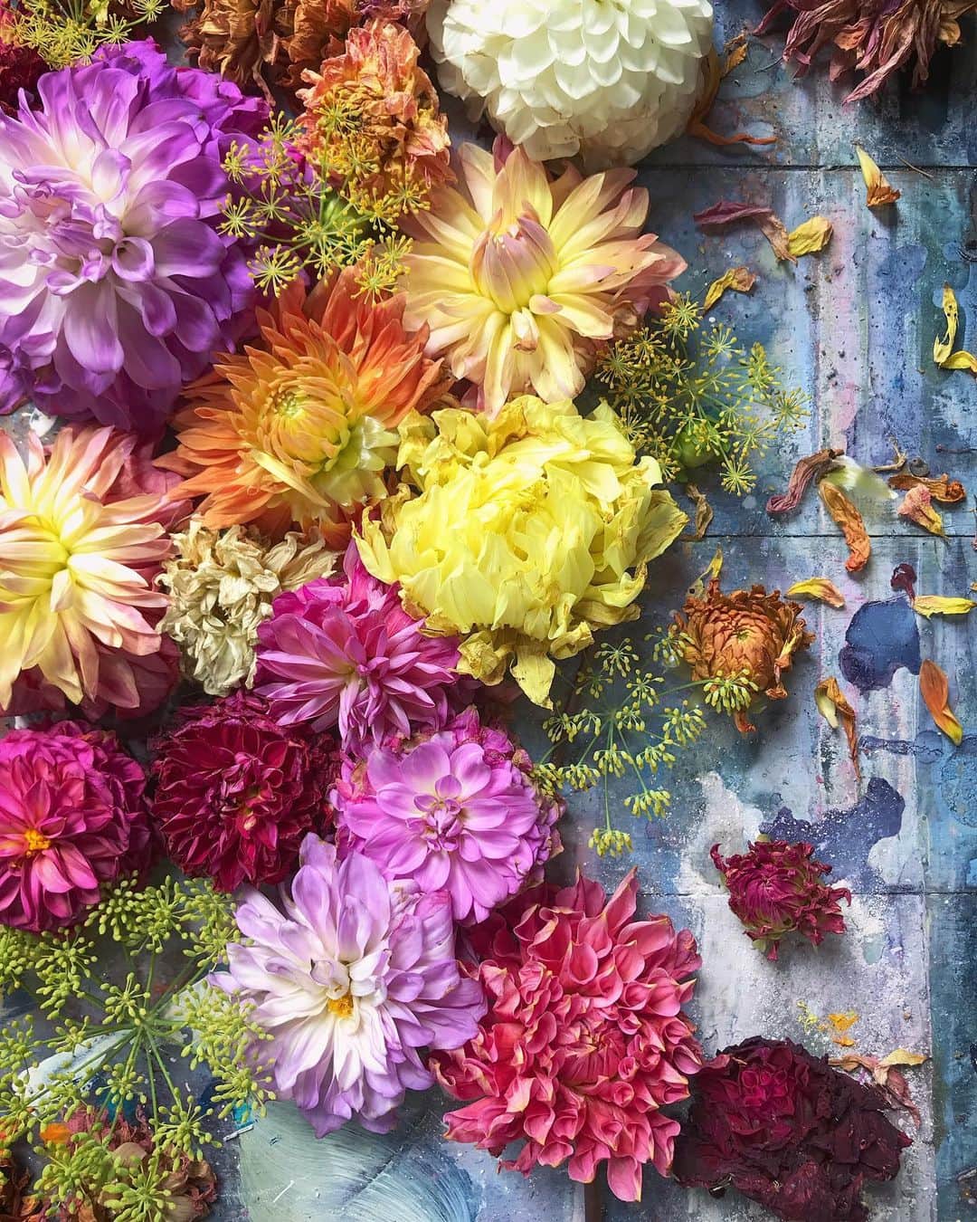 Tea and sittingのインスタグラム：「🌸🍂...I made these compositions during a Live story today where I incorporated living, dying and dried dahlias onto the floor of my shed...and I love that both images here emerged from suggestions during the Live! ( btw I’ve saved the demo for 24hrs if you wanted to watch it ) 🌿 #dahlialove #dahlias #wabisabi」