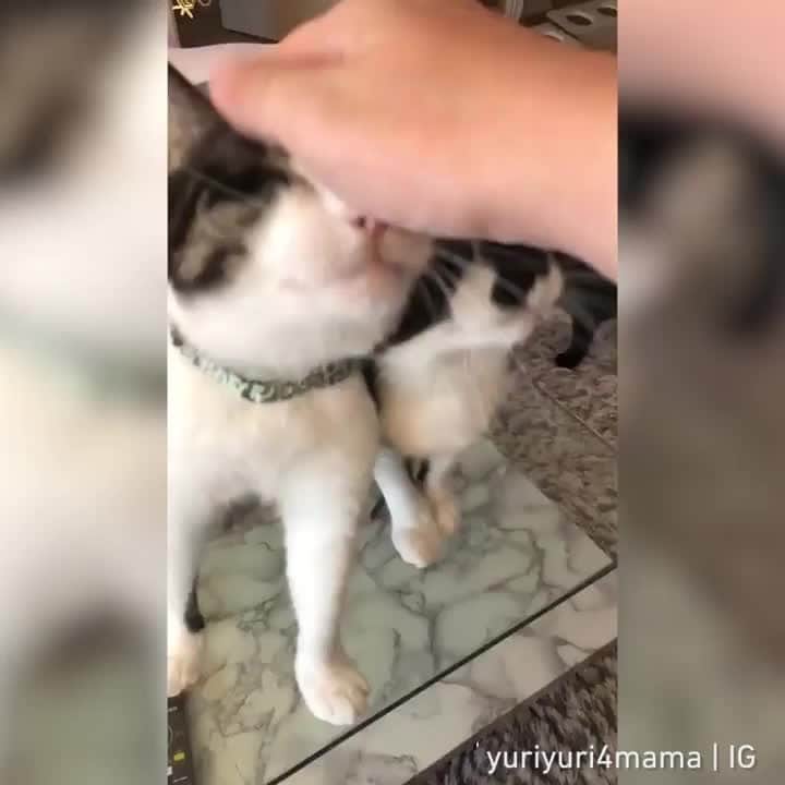 Aww Clubのインスタグラム