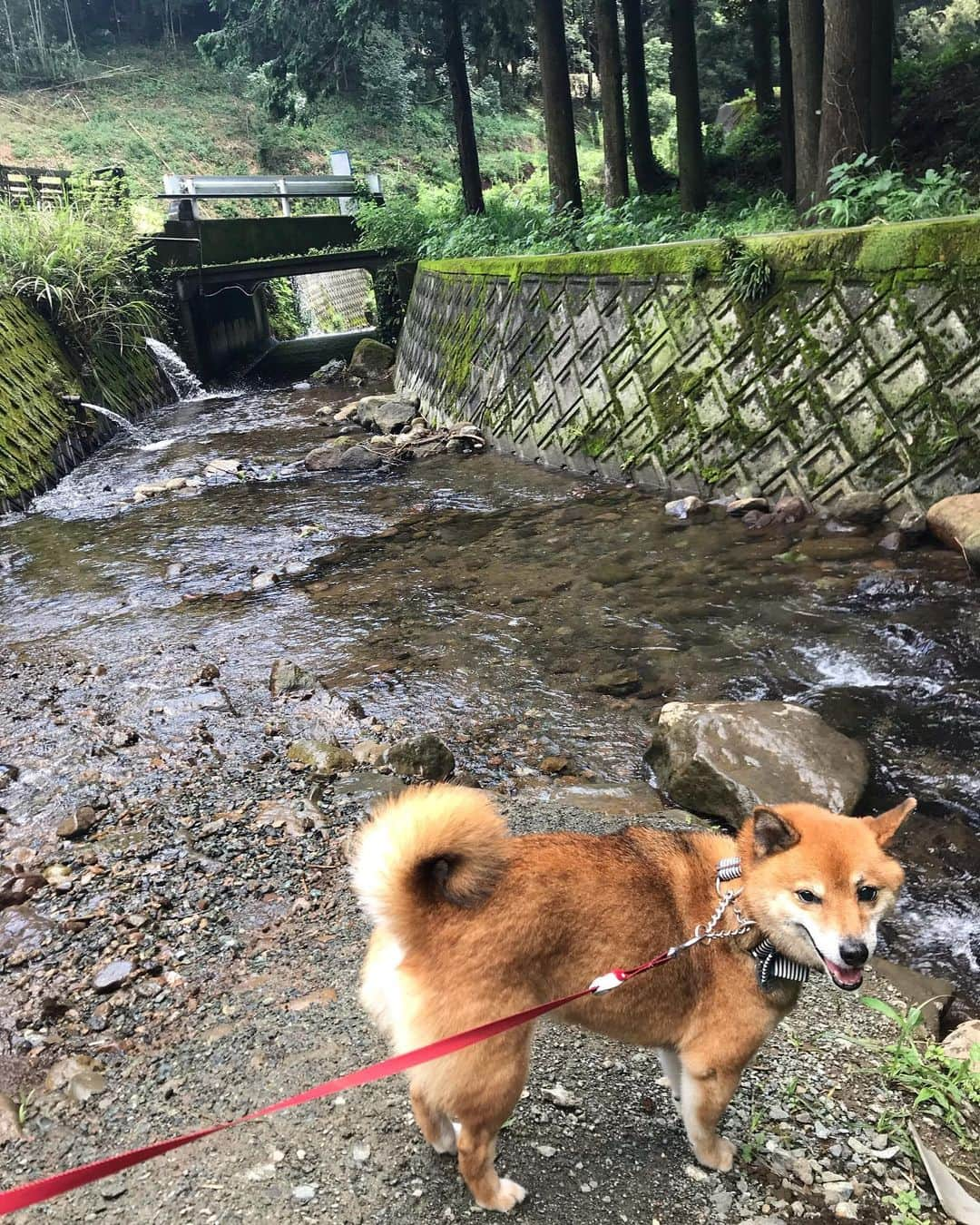 柴犬はなこ Shibainu Hanakoのインスタグラム